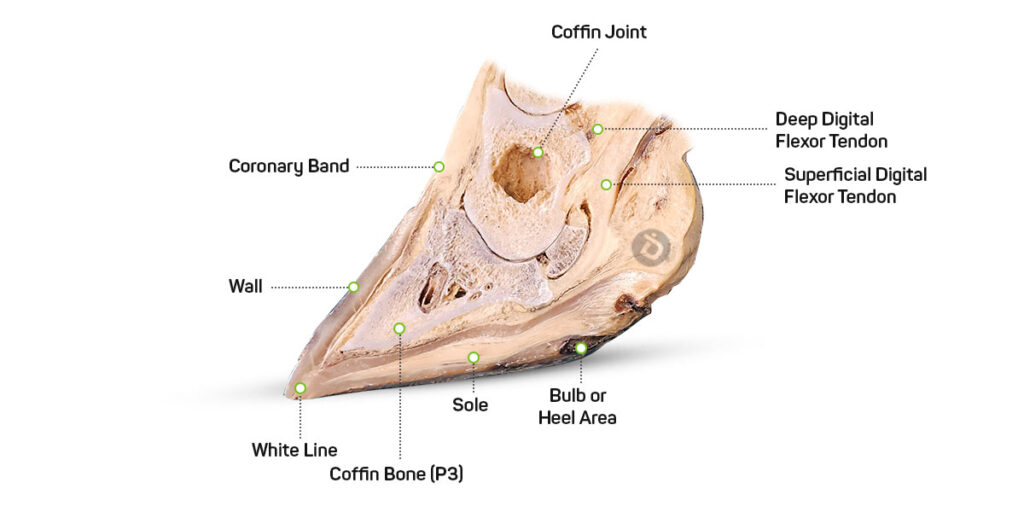 Cow cloven hoof anatomy on pasture cross-section