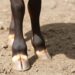 cloven hoof anatomy