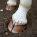 frog of the hoof