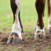hoof care routine