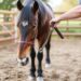 hoof cleaning