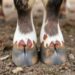 hoof diseases