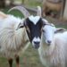 hoof problems in goats