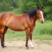 laminitis in horses
