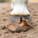 thrush in horses